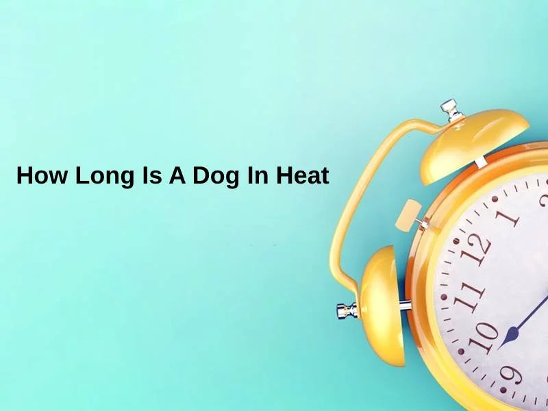 How Long Is A Dog In Heat