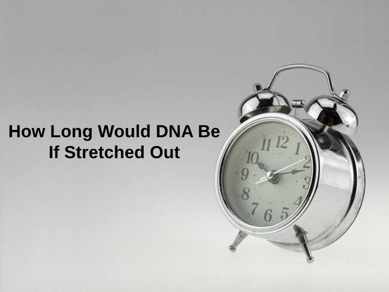 How Long Would DNA Be If Stretched Out