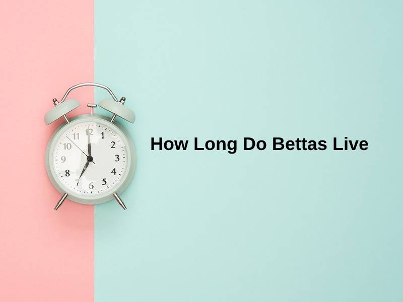 How Long Do Bettas Live