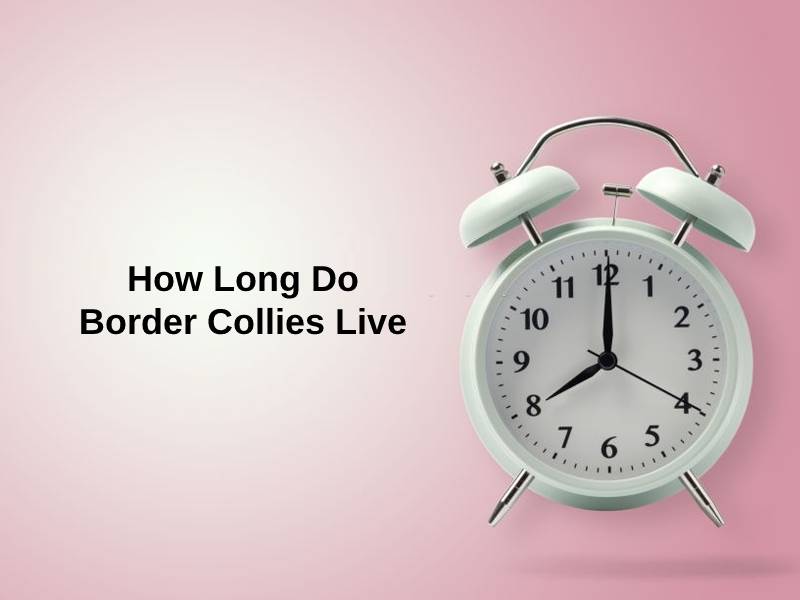 How Long Do Border Collies Live