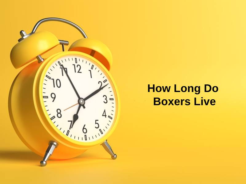 How Long Do Boxers Live