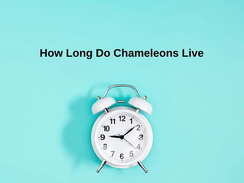 How Long Do Chameleons Live