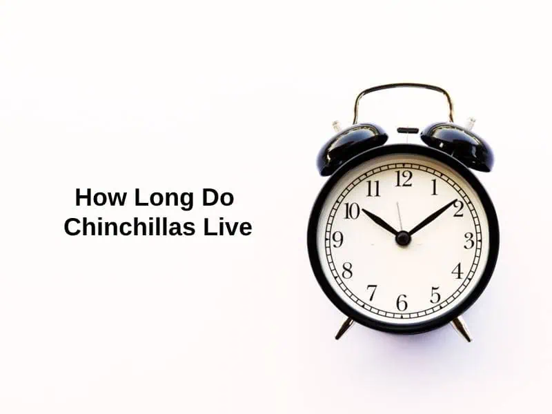 How Long Do Chinchillas Live