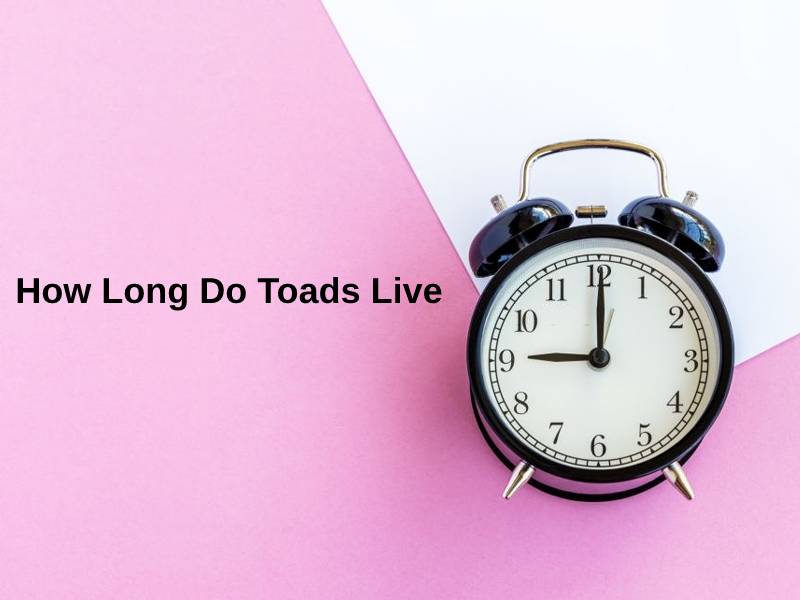 How Long Do Toads Live