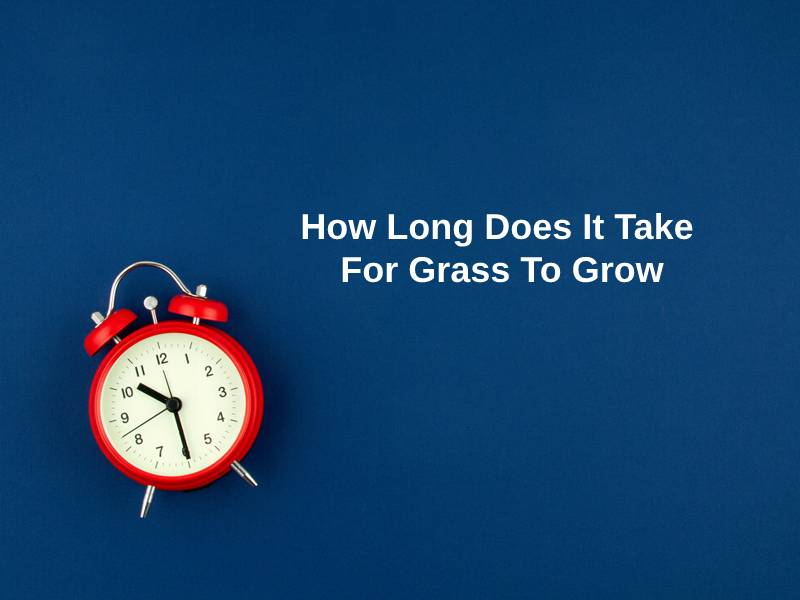 How Long Does It Take For Grass To Grow