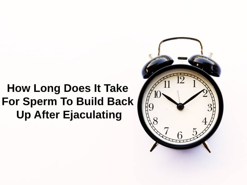 How Long Does It Take For Sperm To Build Back Up After Ejaculating