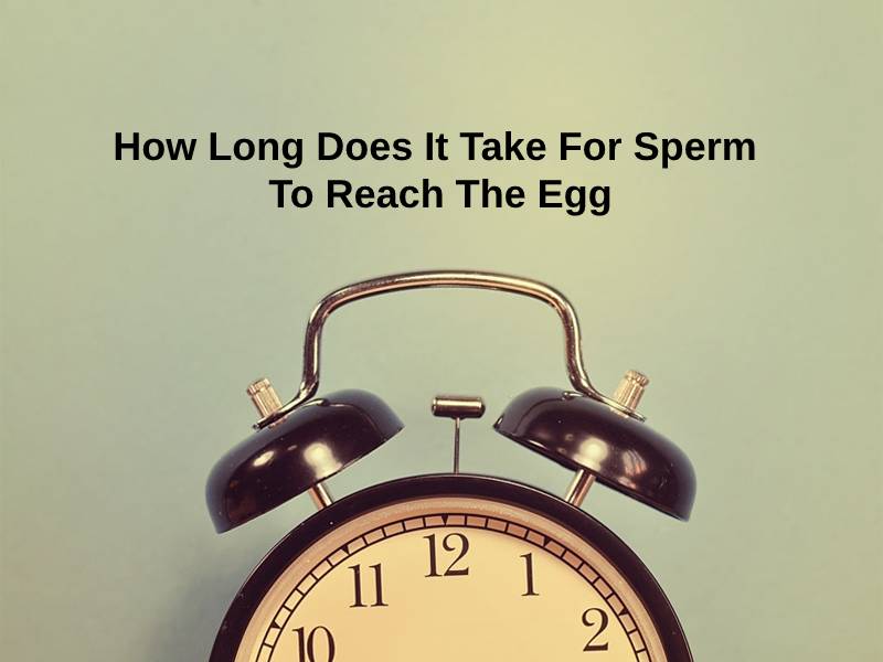 How Long Does It Take For Sperm To Reach The Egg