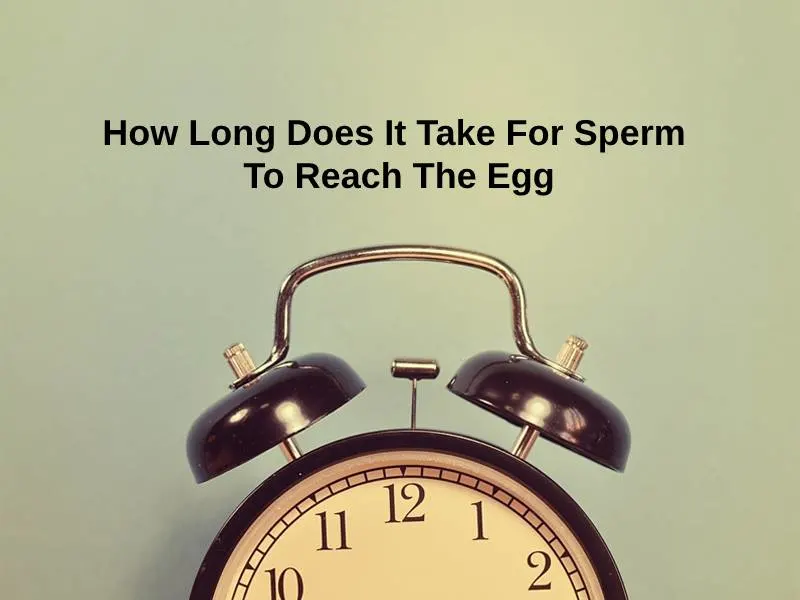 How Long Does It Take For Sperm To Reach The Egg