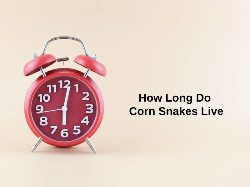 How Long Do Corn Snakes Live