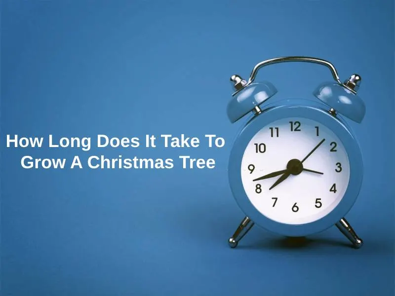 How Long Does It Take To Grow A Christmas Tree