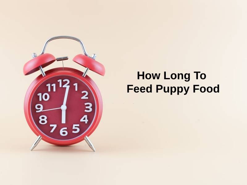 How Long To Feed Puppy Food
