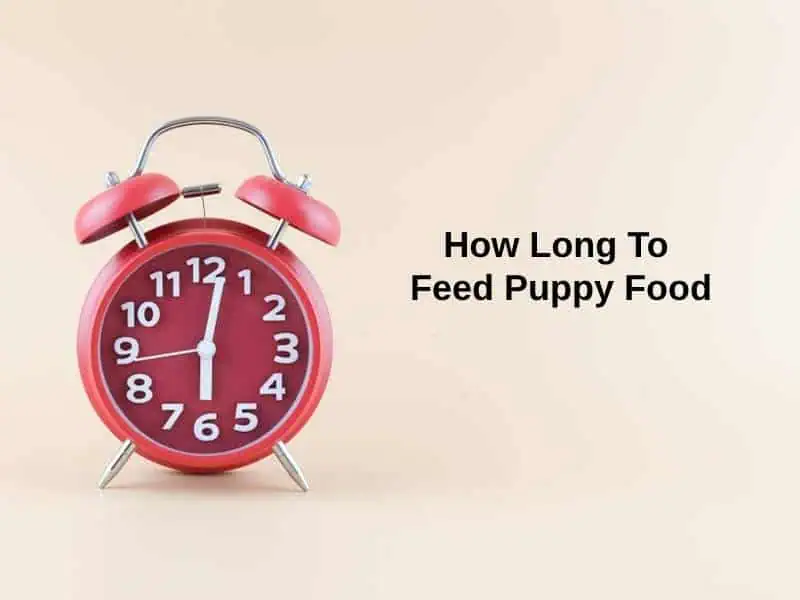 How-Long-To-Feed-Puppy-Food