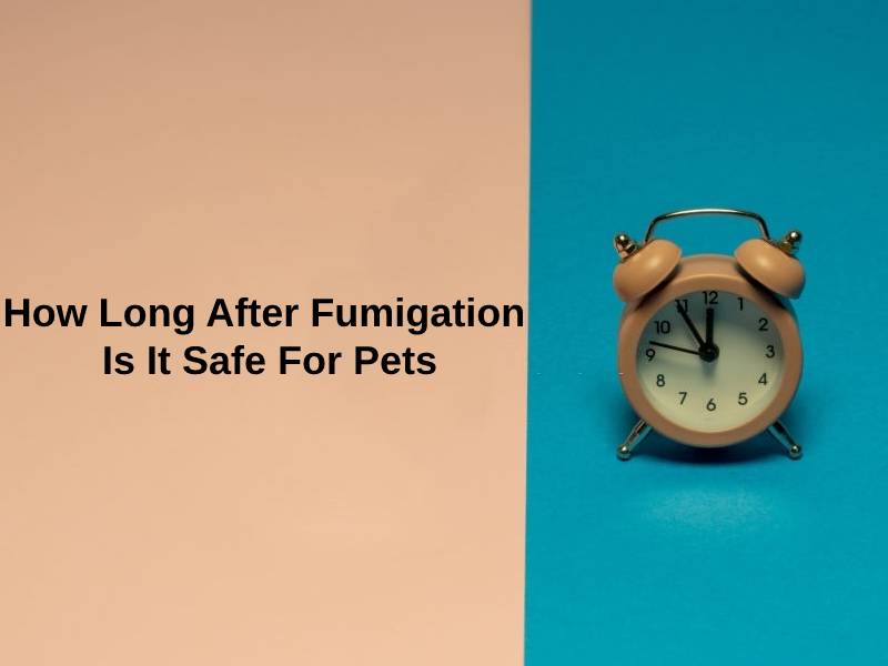 How Long After Fumigation Is It Safe For Pets