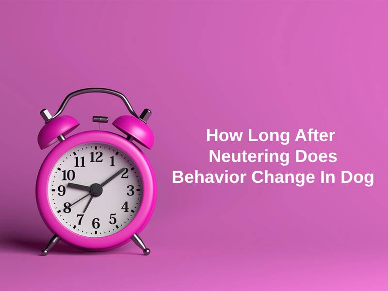 How Long After Neutering Does Behavior Change In Dog