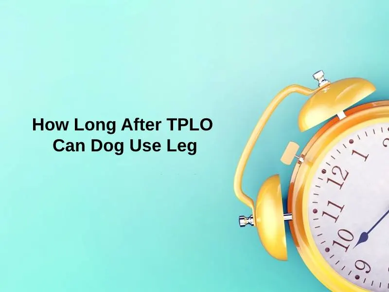 How Long After TPLO Can Dog Use Leg