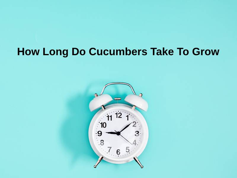 How Long Do Cucumbers Take To Grow