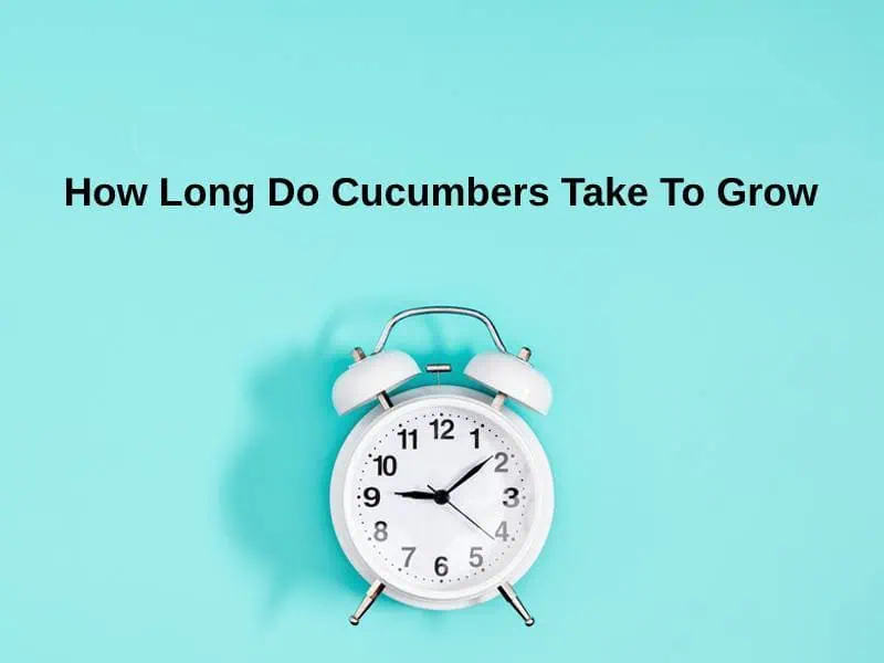 How Long Do Cucumbers Take To Grow