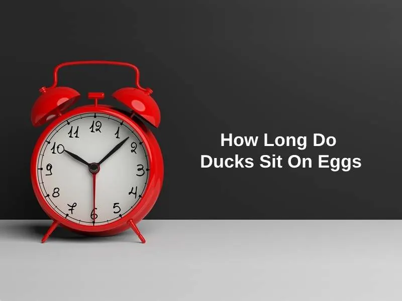 How Long Do Ducks Sit On Eggs
