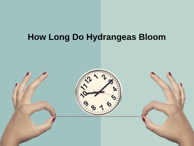 How Long Do Hydrangeas Bloom
