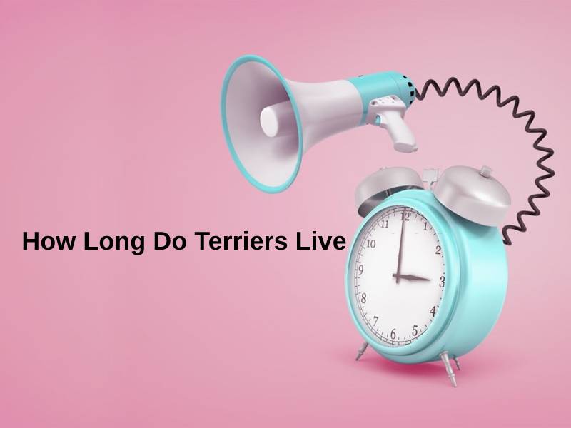 How Long Do Terriers Live