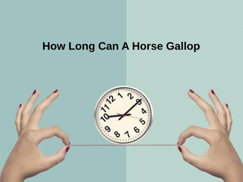 How Long Can A Horse Gallop