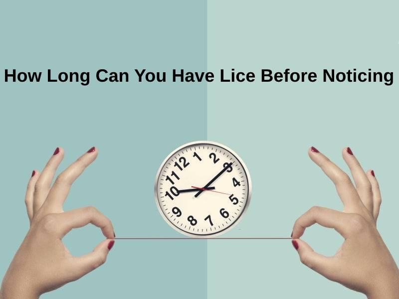 How Long Can You Have Lice Before Noticing