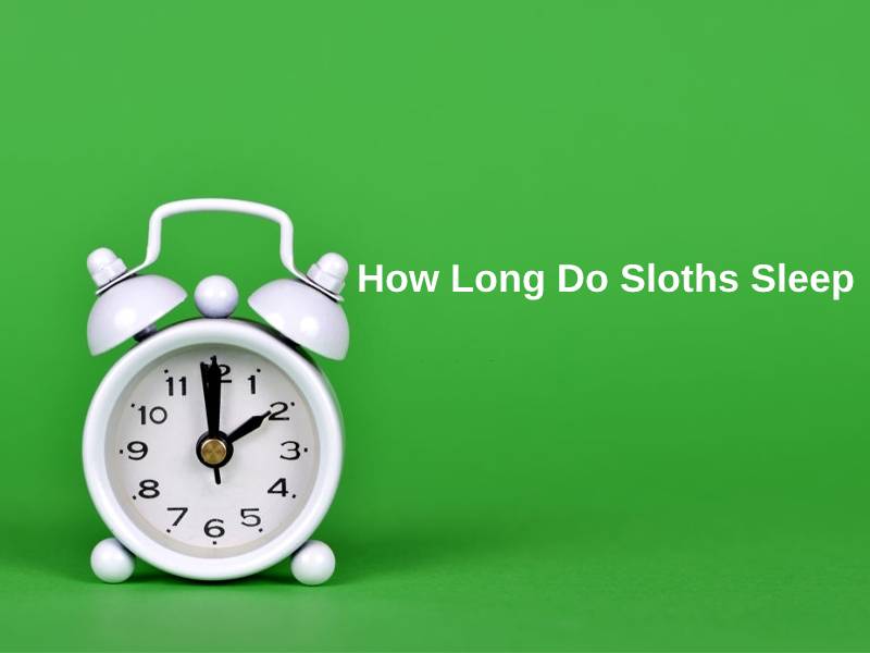How Long Do Sloths Sleep