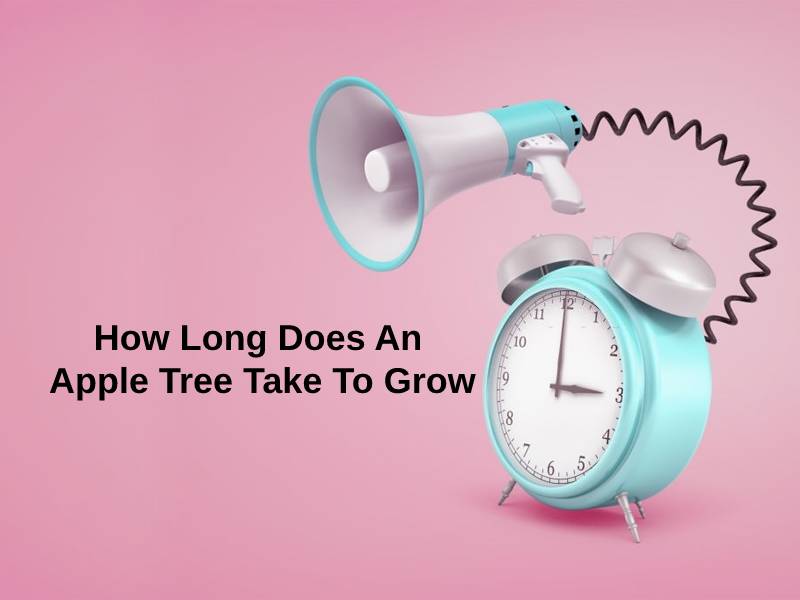 How Long Does An Apple Tree Take To Grow