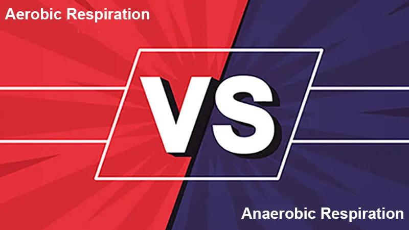 Aerobic vs Anaerobic Respiration