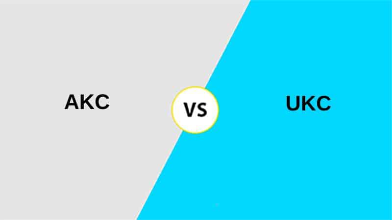 Difference Between AKC and UKC