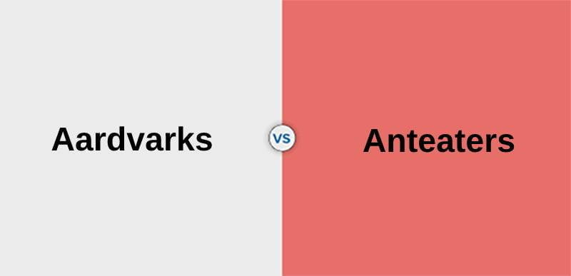 Difference Between Aardvarks and Anteaters