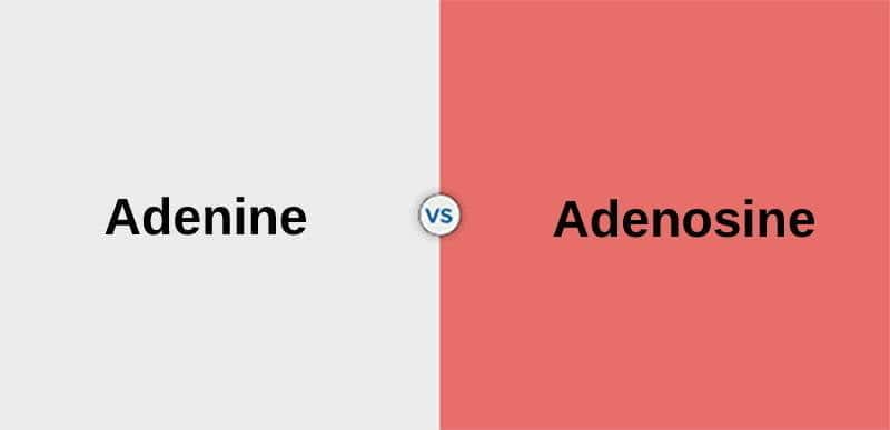 Difference Between Adenine and Adenosine - Grouping chemicals according to their properties is no secret in chemistry. It is widely practiced, and new elements or compounds with similar properties are named in a pre-determined nomenclature. This results in several chemical compounds having a similar-sounding name. Adenine and Adenosine are examples of one of such chemical compounds.