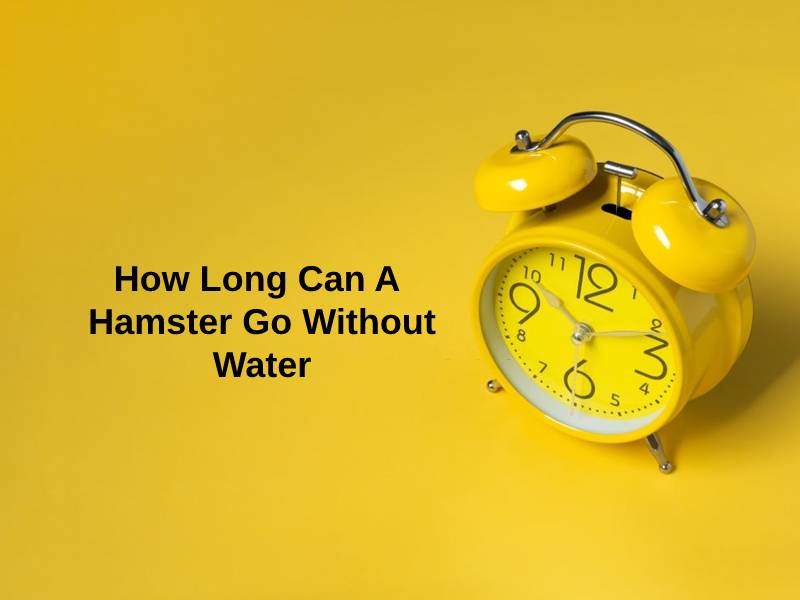 How Long Can A Hamster Go Without Water