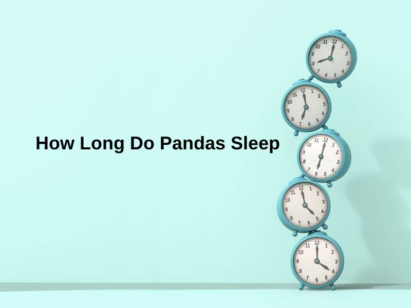 How Long Do Pandas Sleep