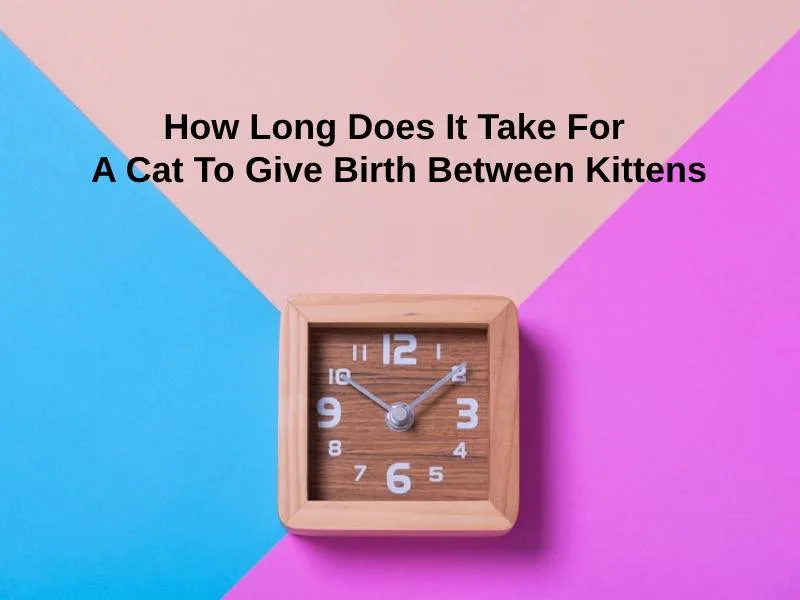 How Long Does It Take For A Cat To Give Birth Between Kittens