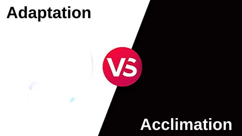 Difference Between Adaptation and Acclimation