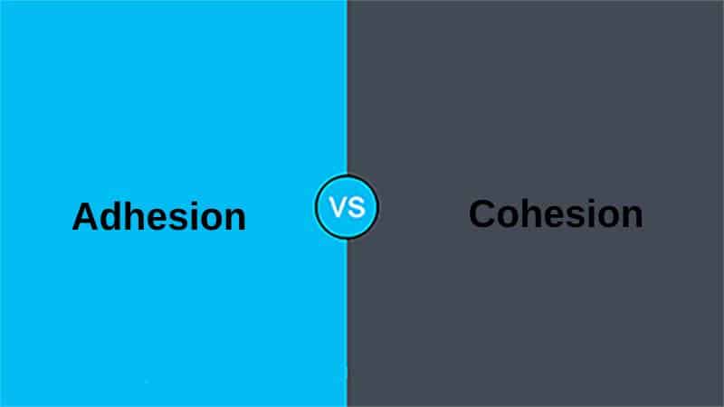 Difference Between Adhesion and Cohesion