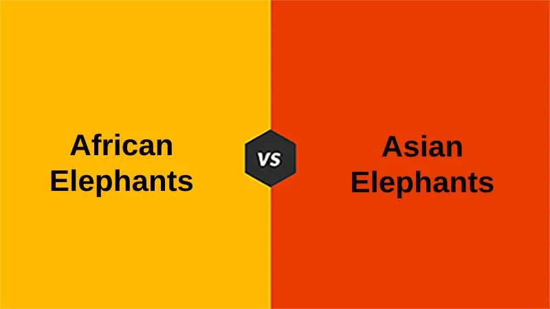 Difference Between African and Asian Elephants