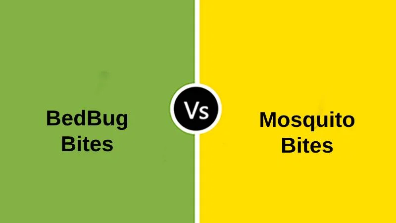 Difference Between Bedbug Bites and Mosquito Bites 1
