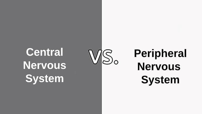 Difference Between Central Nervous System and Peripheral Nervous System