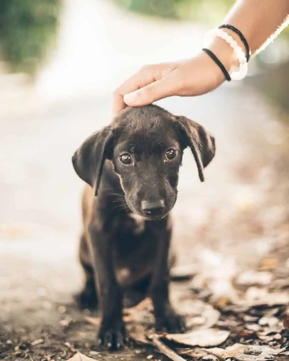 adopting a puppy