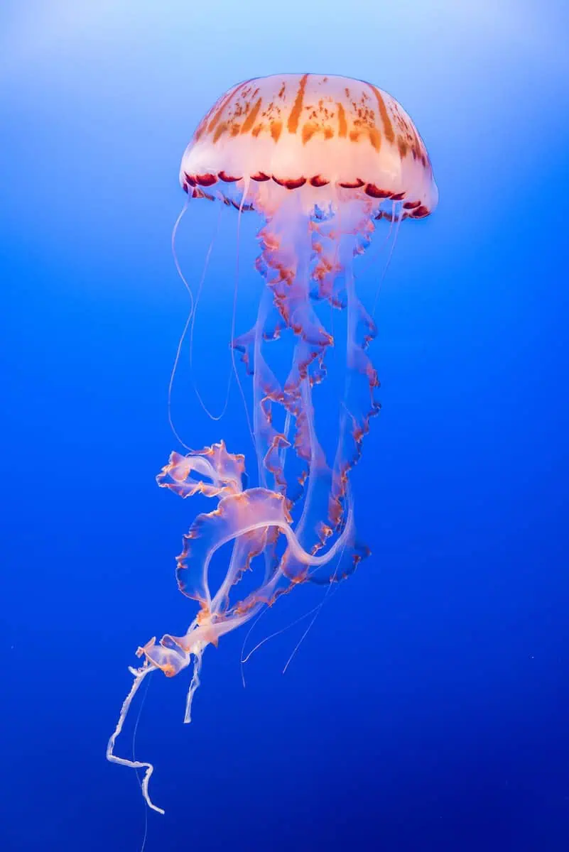 pink and orange jellyfish
