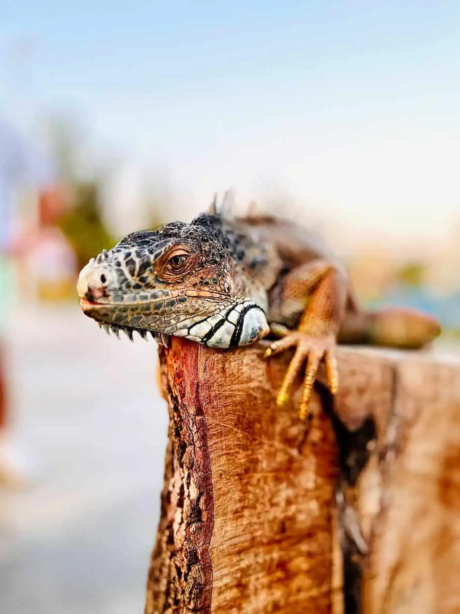 Bearded Dragons