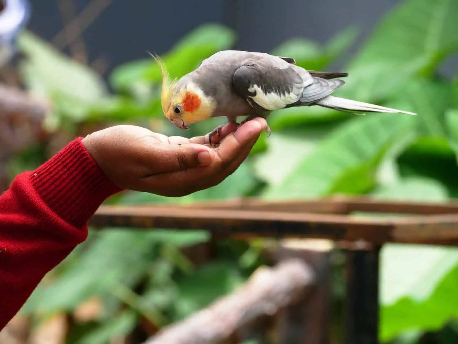 cockatiel eating from owner's palm