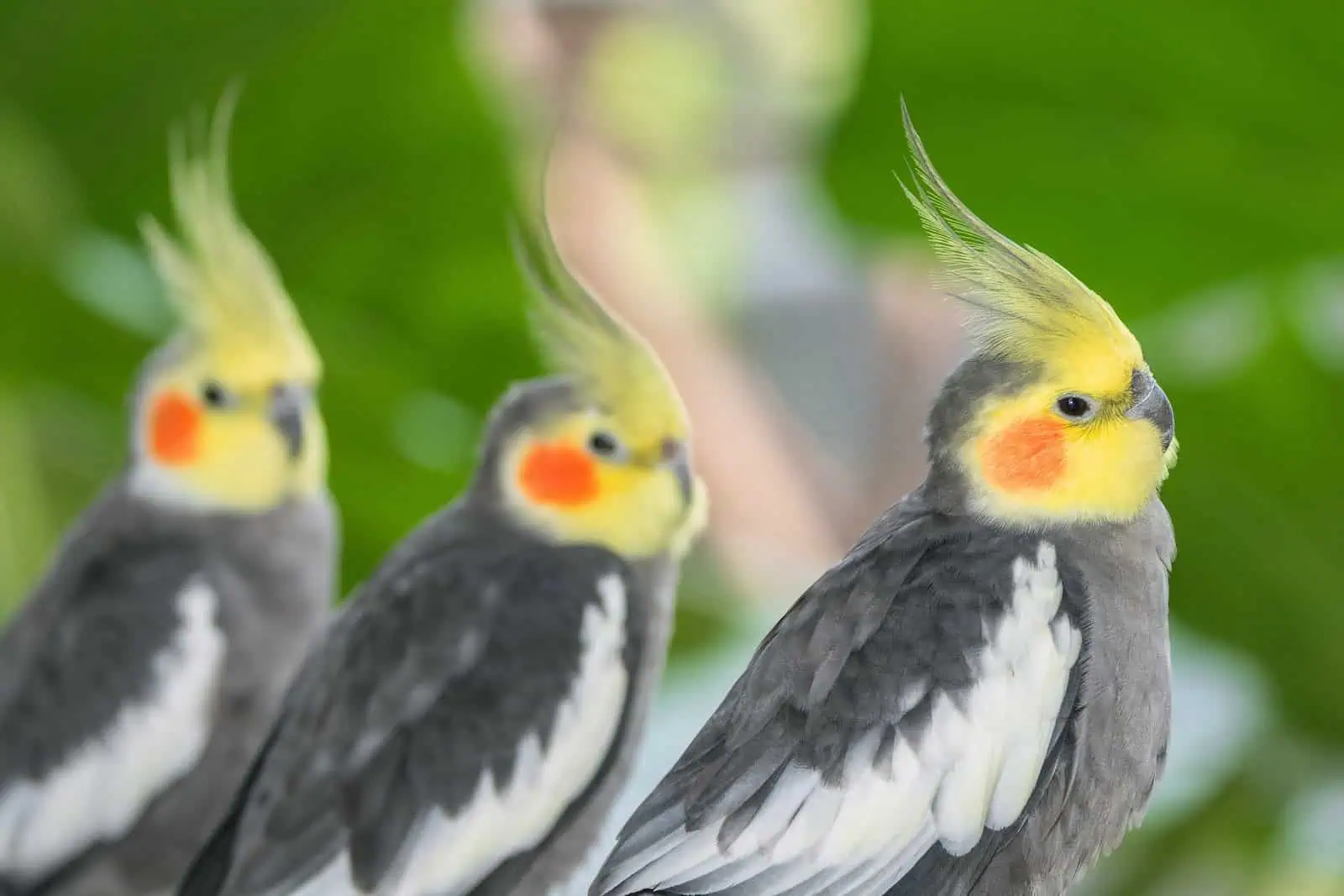 three cockatiel birds with yellow and grey feathers are standing next to each other