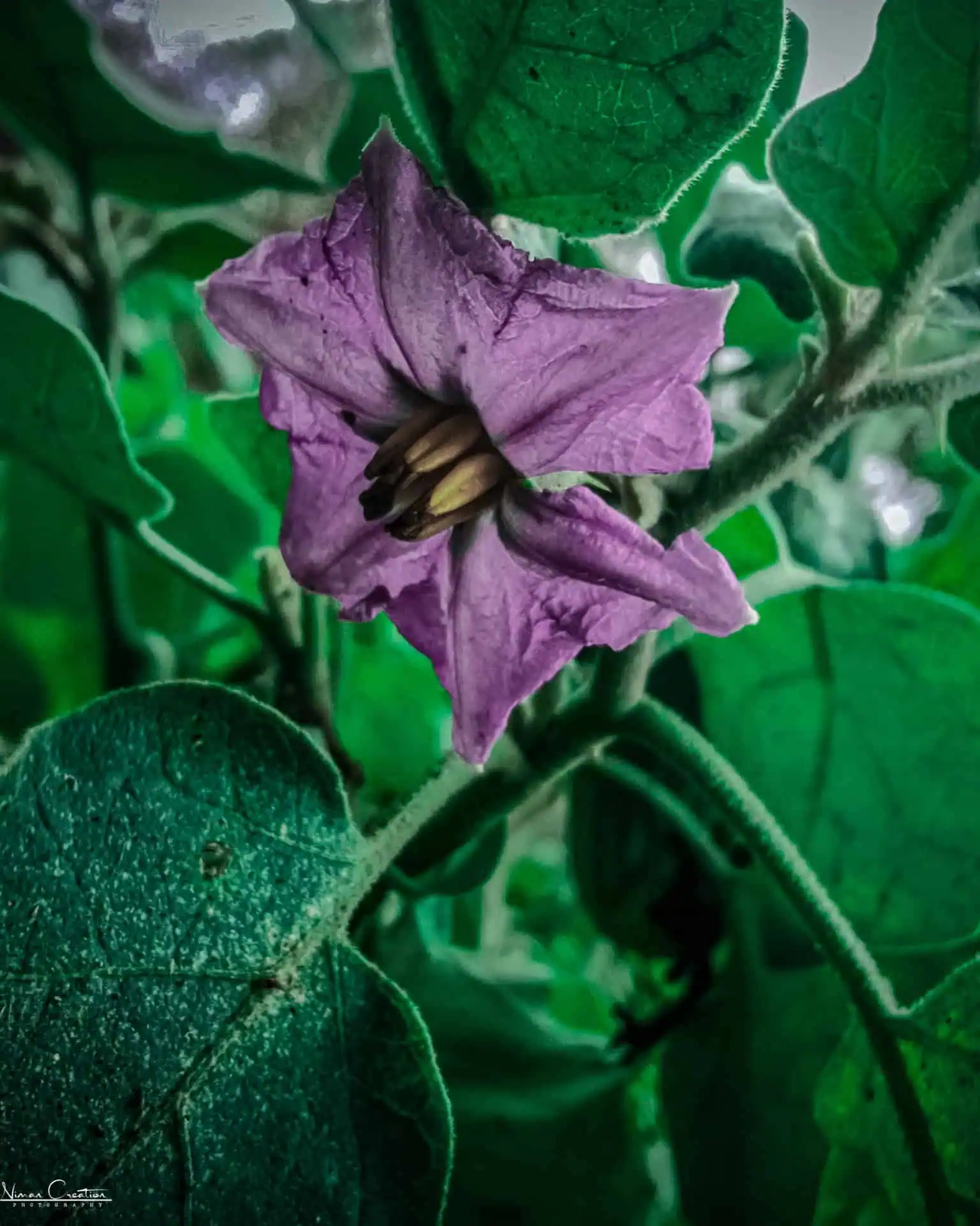 Flowering Do Eggplant
