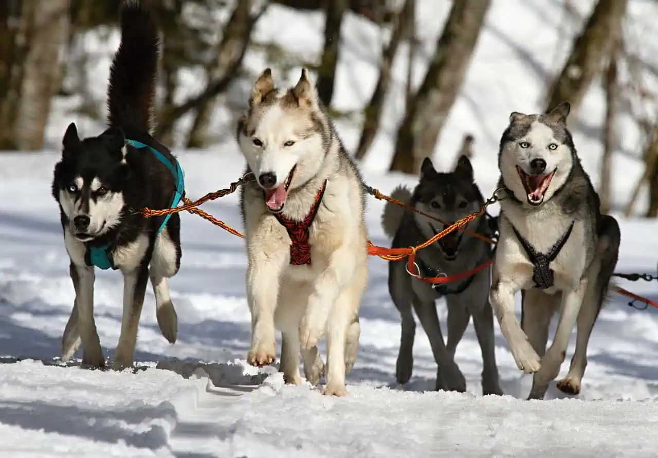 huskies, dogs, race