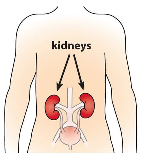 Kidney