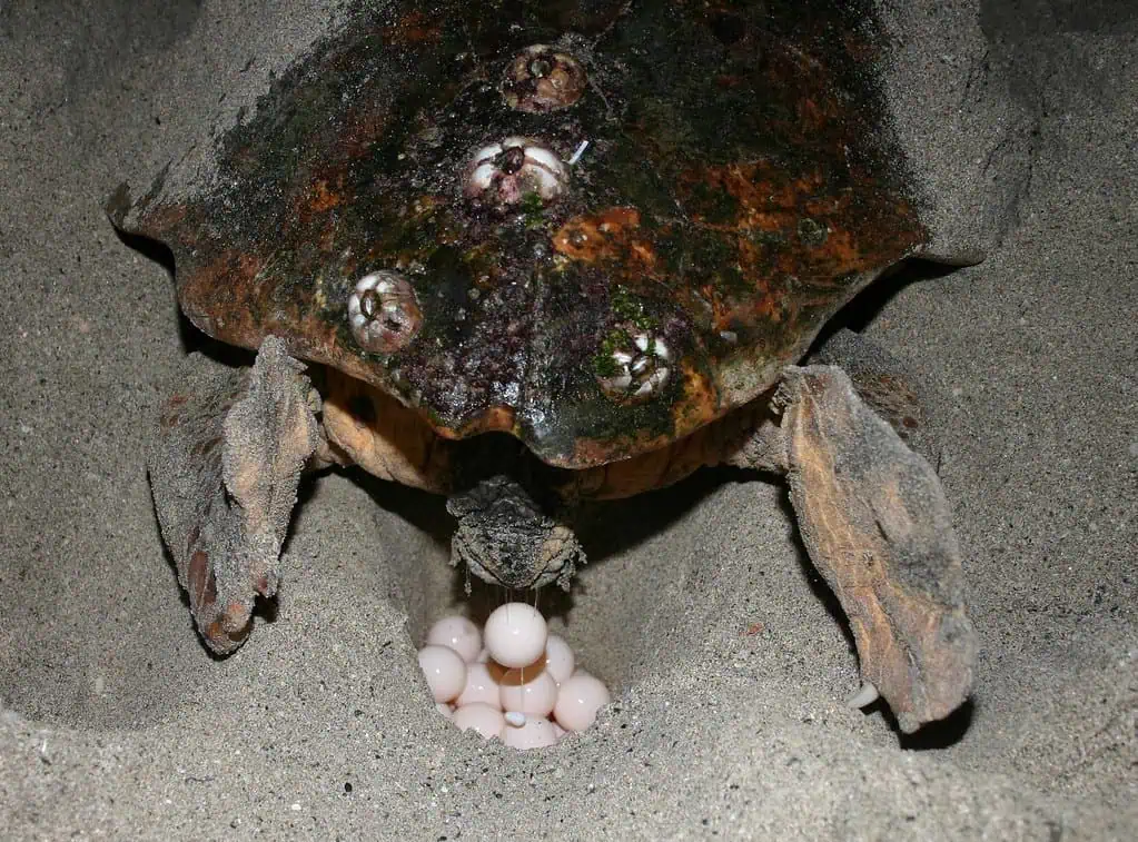 land turtle with eggs