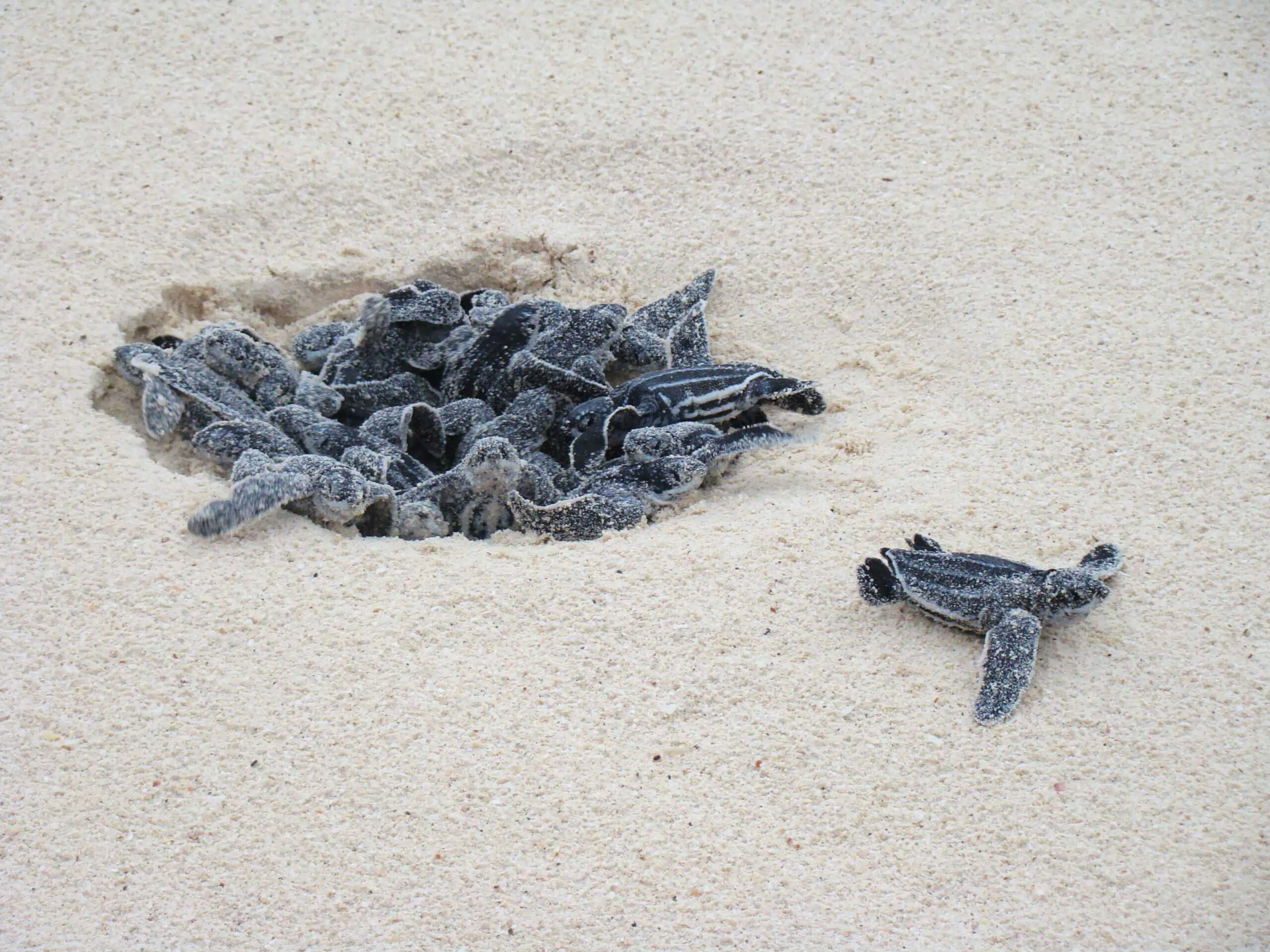 Turtles hatching
